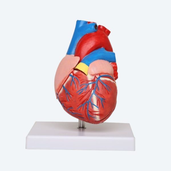 Human Heart Model Human Heart Model