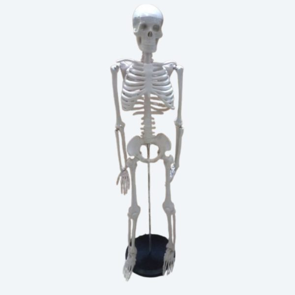 Human Skeleton Model Human Skeleton Model